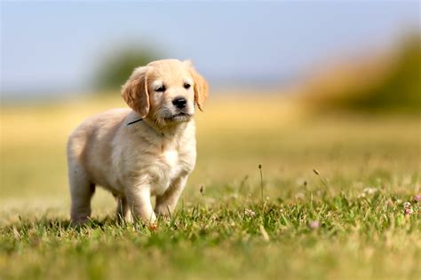 How To Train A Golden Retriever Puppy Growth And Training Timeline