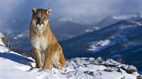 Puma On Mountain Wallpapers Hd Desktop And Mobile Backgrounds