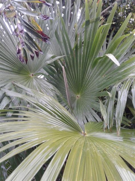 Trachycarpus Latisectus Discussing Palm Trees Worldwide Palmtalk