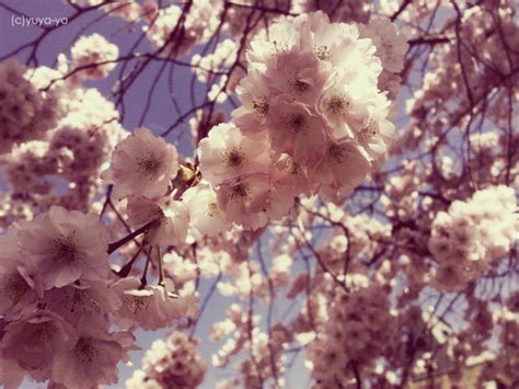 Sakura Trees Iii By Yuya Yo On Deviantart