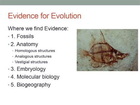 Powerpoint On Evidence Of Evolution Teaching Resources