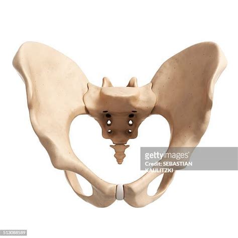 Hip Bone Photos And Premium High Res Pictures Getty Images