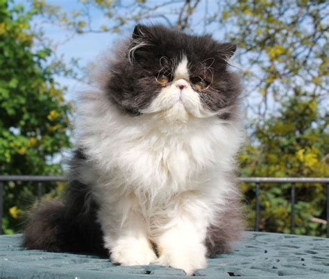 Himalayan Black Persian Cat Pets Lovers