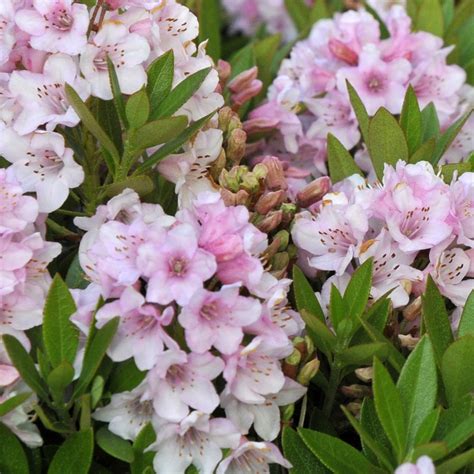 Pink poppet weigela dwarf flowering shrubs, flowering bushes, garden shrubs. Rhododendron Bloombux Evergreen Pink Flowering Outdoor ...