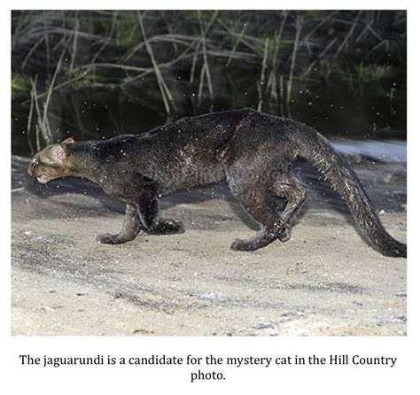Texas Cryptid Hunter Black Panther Photographed In The Texas Hill Country