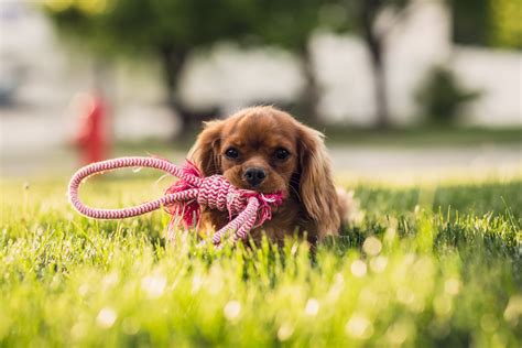 Gambar Halaman Rumput Bunga Anak Anjing Hewan Imut Membelai