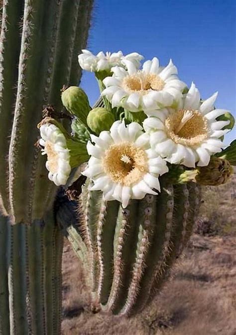 Arizona State Flower The Saguaro Cactus Flower Poster By Tom Janca