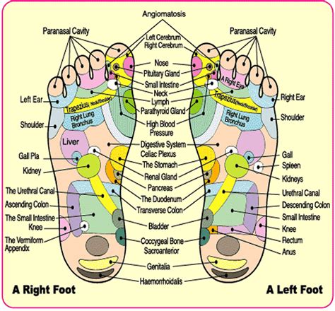 A strip on your foot, running along the joints that connect the toes to the foot, serves as a pressure point for the relief of neck pain. Traditional Thai Massage - Restoring Harmony