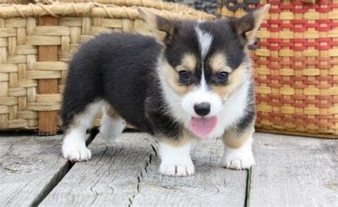 Breed and raised in a loving farm setting. Pembroke Welsh Corgi Puppies For Sale | Green Bay, WI #229518