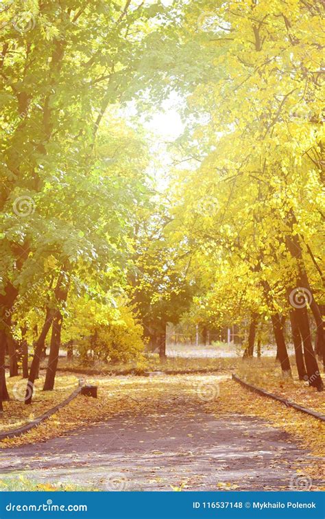 Evening Landscape With Yellowing Trees And A Lot Of Leaves Fallen On