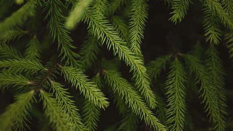 Download Wallpaper 1920x1080 Spruce Branches Needles Green Macro