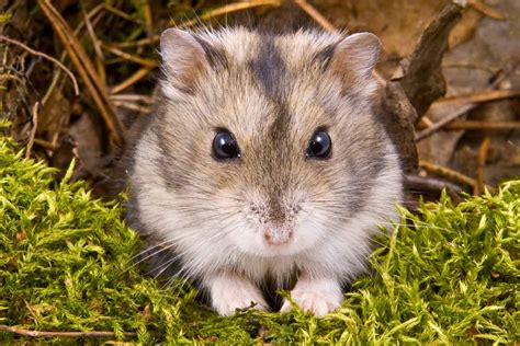 How Long Do Dwarf Hamsters Live Maximizing Their Lifespan