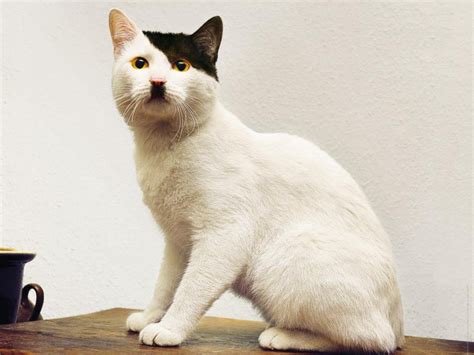 This Cat Looks Like Hitler Funny