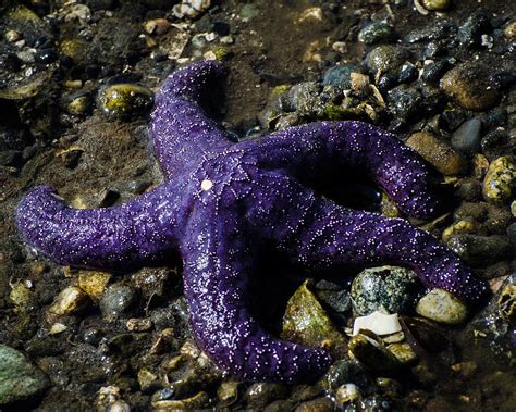 Download Mvtube Purple Starfish Purple Starfish On Tumblr