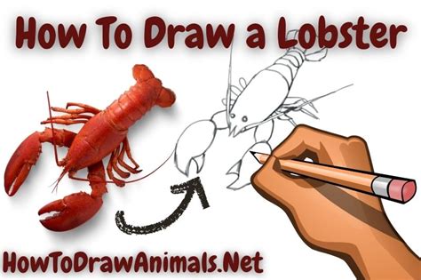 How To Draw A Lobster Easy Drawing Tutorial