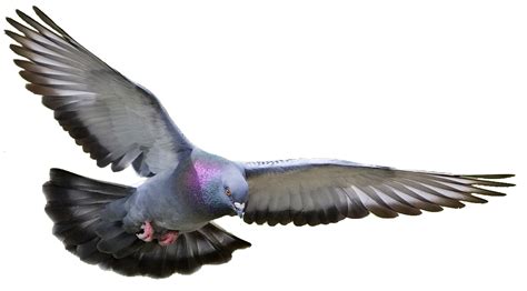 Pigeon Dove Png Transparent Background Free Download 41764