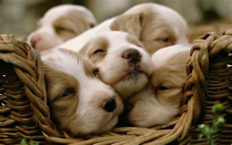 Best cute puppies photos for whatsapp, fb, tumblr etc. Cute Puppy Wallpapers Those Are Perfect To Make Your Mood Happy - Let Us Publish