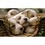 Cute Puppy Wallpapers Those Are Perfect To Make Your Mood Happy  Let