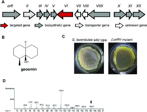 Activation Of The Geosmin Biosynthetic Gene Cluster Bgc4 A Gene