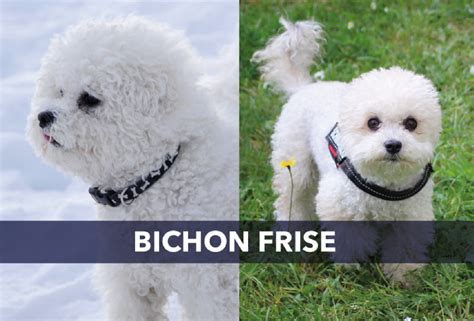 Meet The Bichon Frise Dog Blog