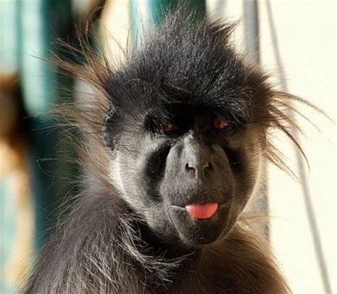 Quit Monkeying Around 10 Cutest Laughing Monkeys