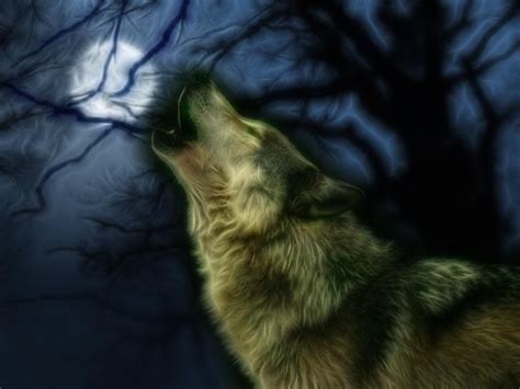 Free Download Wolves Images Howling Wolf Hd Wallpaper And Background