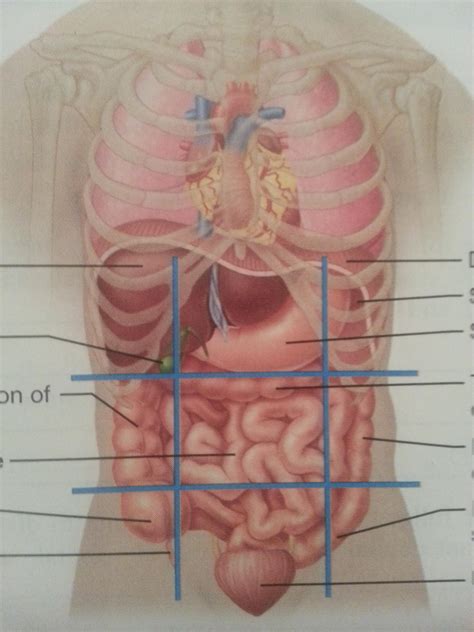 Organs are specialised body parts, each with their own jobs. Regions and organs in regions at South University - StudyBlue