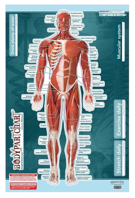 Anterior Muscle Chart