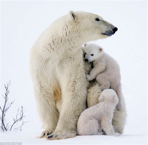 Adorable Polar Bears Cubs Clamber On Mom In Canada Daily Mail Online