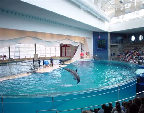 Dolphin Show At The National Aquarium Baltimore Maryland