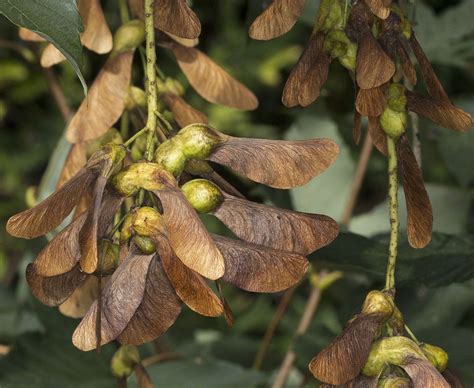With brilliant red leaves and a small stature, the japanese red maple is an excellent tree Sycamore - Google Search | Sycamore seed, Seed pods, Seeds