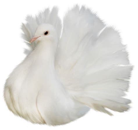 Dove Clipart Realistic Dove Realistic Transparent Free For Download On
