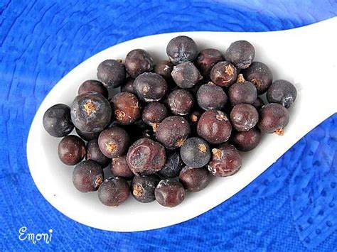 Wacholderbeeren ganz ohne zusätze wacholder beeren 1a natürlich top line. Monis Küchentipps: Wacholderbeeren