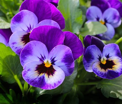 Free Photo Pansy Flowers Plant Nature Free Image On Pixabay 327188