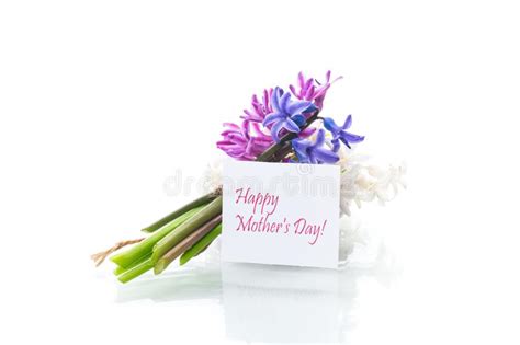 Spring Beautiful Flowers Of Hyacinth With Congratulations For Mom Stock