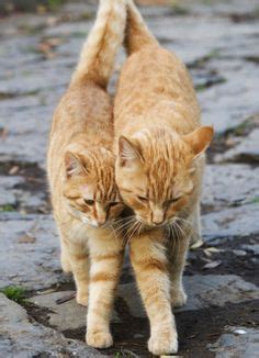 There might also be tabby and tabby cat. 54 Best Golden Tabby Cat images | Orange cats, Cats, Crazy ...