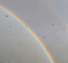 Somewhere Over The Rainbow Red Kites Fly Stunning Images Of A Once