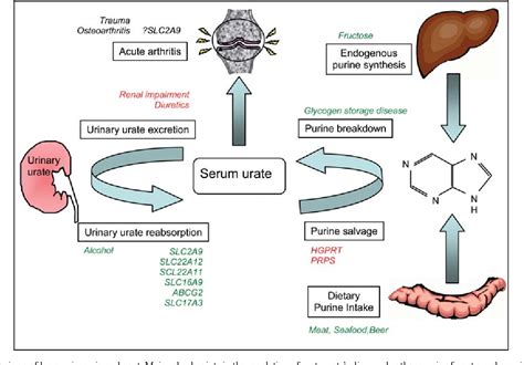 Table 1 From Recent Insights Into The Pathogenesis Of Hyperuricaemia And Gout Semantic Scholar