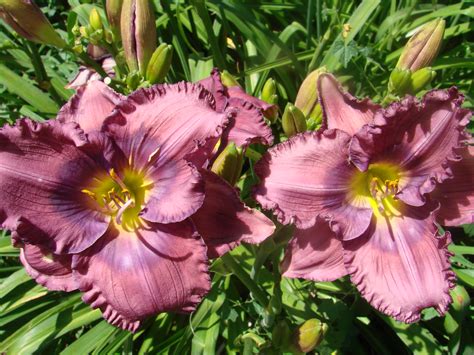 Earthly Treasures Daylily Garden Lavender Blue Baby