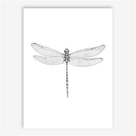 Dragonfly Drawing Dragonfly Wings Dragonfly Tattoo Flower Tattoo