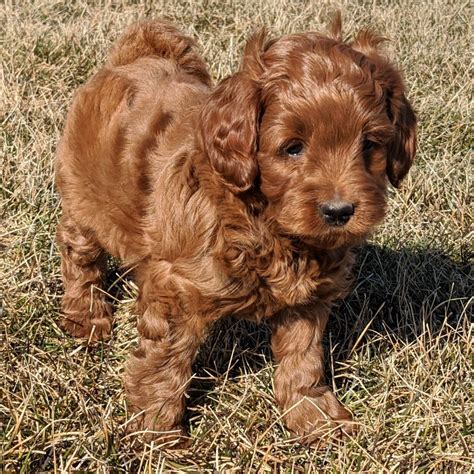 Mini Goldendoodles Available F1b And F1bb Golden Point Puppies