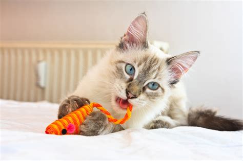 Does Playtime For Cats Reduce Behaviour Problems