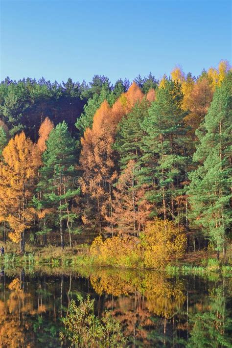 Autumn Landscape With Colorful Forest Colorful Foliage Over The Lake