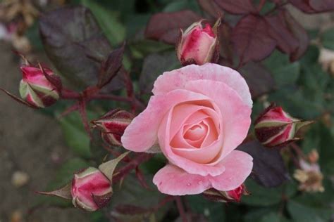 English Miss Floribundas Old Garden Roses Rose Catalog Tasman