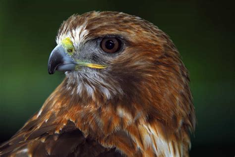 Hawks In Virginia 7 Must See Species That Call This State Home