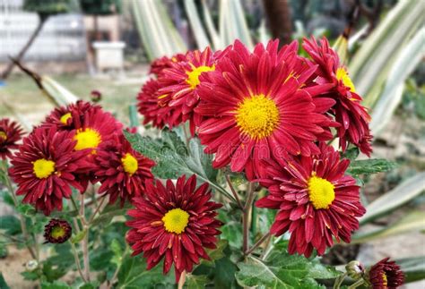 Red Chrysanthemum Flowers Stock Photo Image Of India 168284964