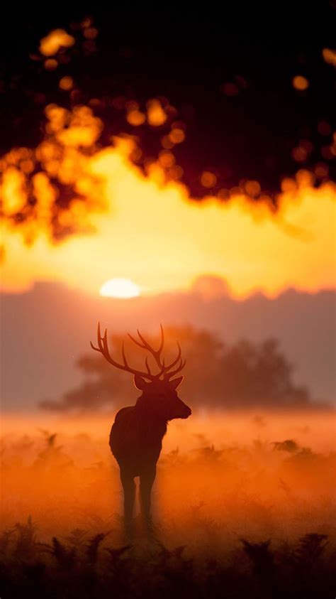 Elk Animal Wandering Sunset Grassland Iphone 8 Wallpapers Free Download