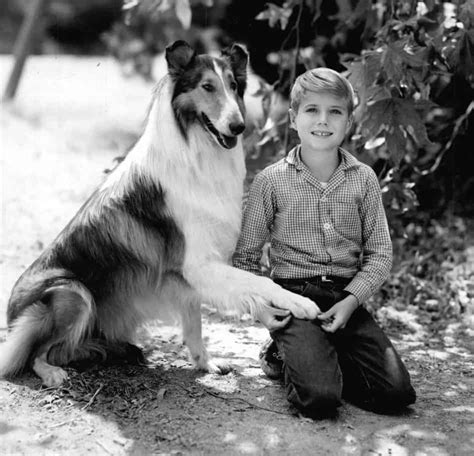 Lassie Tv Show Wallpapers Wallpaper Cave