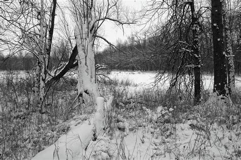 January Woods Photograph By Scott Kingery Fine Art America