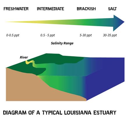 Web Quest Louisiana Wetlands Saltwater Diversion And Outfall Management